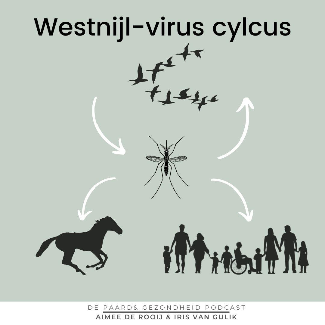 Westnijl virus paard